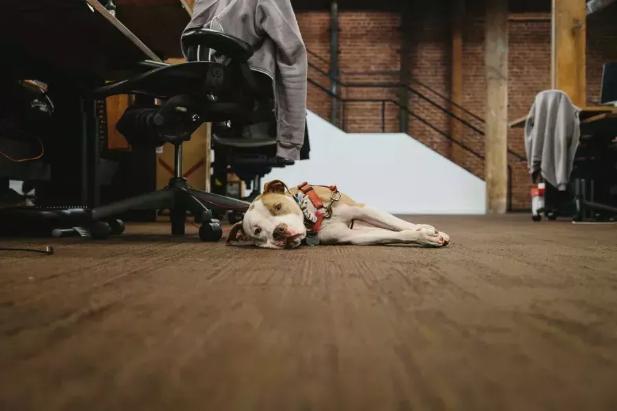 A dog lying on the floor.